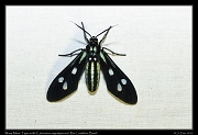  Wasp Mimic Tiger Moth (Calonotos angustipennis),  Rio Cristalino, Brazil � Janet Zinn 2015